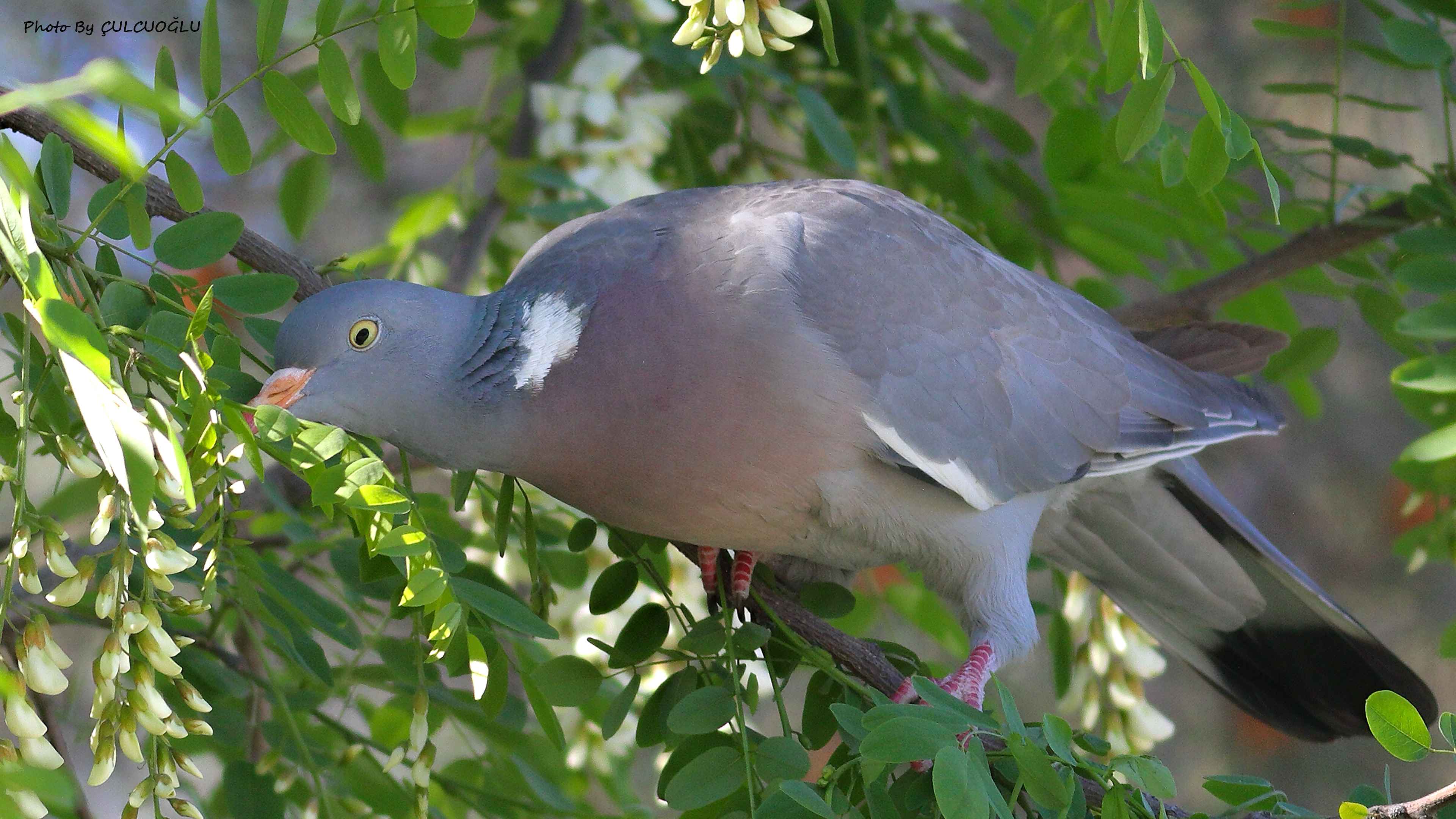 Common Wood-Pigeon
